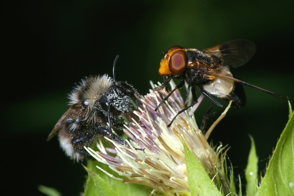 Skaliertes Bild Hymenoptera (Hummel) und Diptera (Syrphidae) auf Distelbluete_2006_07_29--14-10-53.jpg 