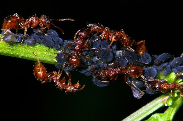 Skaliertes Bild Hymenoptera, Formicidae, Myrmica, Knotenameise, an Laeusen_2008_06_09--15-08-27.jpg 