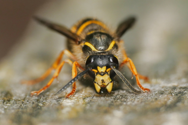 Skaliertes Bild Hymenoptera, Vespidae, Vespula, Wespe beim Holzsammeln_2020_07_09--11-36-48.jpg 