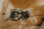Vorschaubild Hymenoptera, Apidae, Andrena_2012_03_24--10-59-45.jpg 