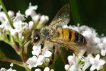Vorschaubild Hymenoptera, Apidae, Apis mellifera, Hongibiene_2010_06_28--06-02-31.jpg 