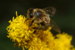 Vorschaubild Hymenoptera, Apidae, Apis mellifera_2011_09_24--13-17-18.jpg 