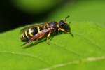 Vorschaubild Hymenoptera, Eumenidae, Gymnomerus_2019_05_24--08-56-10.jpg 