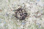 Vorschaubild Hymenoptera, Formicidae, Ameisen fressen an toter Maus_2018_07_01--13-44-05.jpg 
