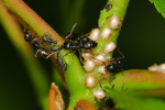 Vorschaubild Hymenoptera, Formicidae, Ameisen mit Laeusen_2020_05_06--09-36-05.jpg 