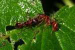 Vorschaubild Hymenoptera, Formicidae, Myrmica, Knotenameise_2008_06_17--18-14-30.jpg 