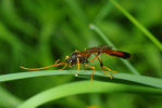 Vorschaubild Hymenoptera, Ichneumonidae,_2010_06_14--10-50-48.jpg 
