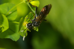 Vorschaubild Hymenoptera, Tenthredinidae, Tenthredo, Blattwespe_2005_06_18--10-04-59.jpg 