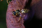 Vorschaubild Hymenoptera, Vespidae, Polistes dominulus vor dem Nest faechelnd_2005_07_29--13-50-20.jpg 