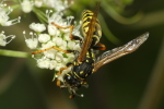 Vorschaubild Hymenoptera, Vespidae, Polistes_2020_07_28--10-46-01.jpg 