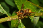 Vorschaubild Hymenoptera, Vespidae, Vespa crabro, Hornisse_2020_09_27--10-04-45.jpg 