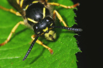 Vorschaubild Hymenoptera, Vespidae, Vespa vulgaris_2008_06_17--17-49-43.jpg 