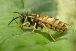 Vorschaubild Hymenoptera, Vespidae, Vespula germanica, Deutsche Wespe_2020_08_27--10-22-17.jpg 