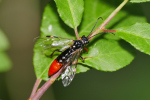 Vorschaubild Hymenoptera,_2019_07_30--09-36-12.jpg 
