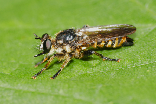 Skaliertes Bild Diptera, Asilidae, Choerades fimbriata, Raubfliege_2019_08_16--11-49-23.jpg 