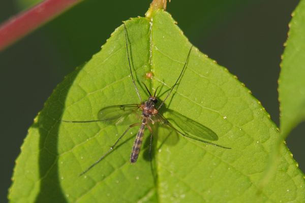 Skaliertes Bild Diptera, Ditomyiidae, Symmerus_2020_04_17--08-45-14.jpg 