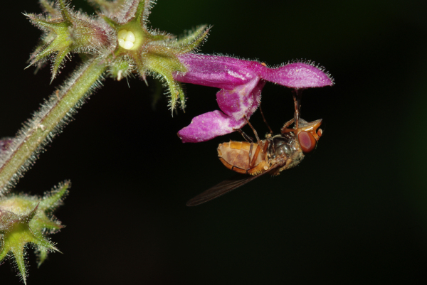Skaliertes Bild Diptera, Syrphidae, Rhingia campestris, Kegelfliege_2009_06_27--15-00-05.jpg 