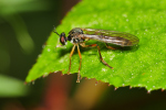 Vorschaubild Diptera, Asilidae, Dioctria linearis_2019_07_22--08-59-22.jpg 