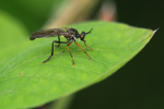 Vorschaubild Diptera, Asilidae,_2019_05_19--14-12-42.jpg 