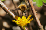 Vorschaubild Diptera, Bombyliidae, Bombylius major, Grosser Wollschweber_2020_04_05--15-21-26.jpg 