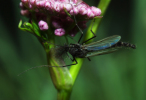 Vorschaubild Diptera, Chironomidae,_2013_07_26--06-40-54.jpg 