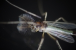 Vorschaubild Diptera, Chironomidae,_2014_07_07--11-42-08.jpg 