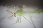 Vorschaubild Diptera, Chironomidae,_2014_07_07--12-05-46.jpg 