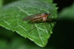 Vorschaubild Diptera, Empididae,_2006_06_03--08-21-37.jpg 