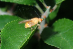 Vorschaubild Diptera, Lauxaniidae,_2020_07_15--09-11-15.jpg 