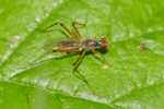 Vorschaubild Diptera, Micropezidae, Neria cibaria_2020_05_16--10-29-59.jpg 