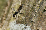 Vorschaubild Diptera, Micropezidae,_2020_06_02--13-18-09.jpg 