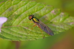 Vorschaubild Diptera, Stratiomyidae, Sargus bipunctatus_2020_08_31--10-51-08.jpg 