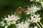 Vorschaubild Diptera, Syrphidae, Eristalis interrupta, Keilfleckschwebfliege_2020_08_07--10-19-08.jpg 