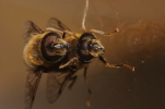 Vorschaubild Diptera, Syrphidae, Eristalis similis, Paarung_2014_03_28--10-46-52.jpg 