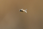 Vorschaubild Diptera, Syrphidae, Eristalis, im Flug_2020_04_08--10-13-41.jpg 