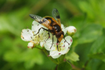 Vorschaubild Diptera, Syrphidae, Volucella inflata, Schwebfliege_2019_05_25--15-43-11.jpg 