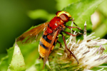 Vorschaubild Diptera, Syrphidae, Volucella zonaria_2019_08_21--10-50-40.jpg 