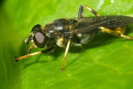 Vorschaubild Diptera, Syrphidae, Xylota sylvarum_2007_06_11--06-27-11.jpg 