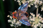 Vorschaubild Diptera, Tachinidae, Phasia hemiptera, Raupenfliege_2020_08_07--16-13-12.jpg 