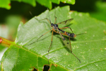 Vorschaubild Diptera, Tipulidae,_2019_08_21--10-23-27.jpg 