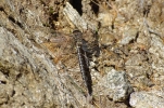 Vorschaubild Odonata, Aeshnidae, Aeshna subarctica, Hochmoor-Mosaikjungfer_2014_09_27--10-06-22.jpg 