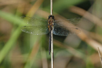 Vorschaubild Odonata, Corduliidae, Somatochlora flavomaculata, Gefleckte Smaragdlibelle_2019_08_25--18-07-14.jpg 