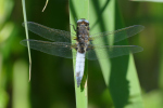 Vorschaubild Odonata, Libellulidae, Libellula fulva, Spitzenfleck_2020_05_21--15-34-48.jpg 