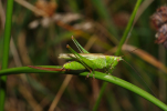 Vorschaubild Saltatoria, Tettigoniidae, Conocephalus fuscus_2011_08_20--08-40-03.jpg 