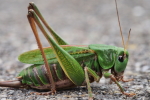 Vorschaubild Saltatoria, Tettigoniidae, Dectitus verrucivorus, Warzenbeisser_2015_08_27--15-07-09.jpg 