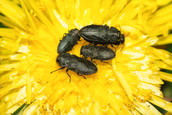 Skaliertes Bild Coleoptera, Buprestidae, Anthaxia quadripunctata_2009_05_11--11-13-56.jpg 