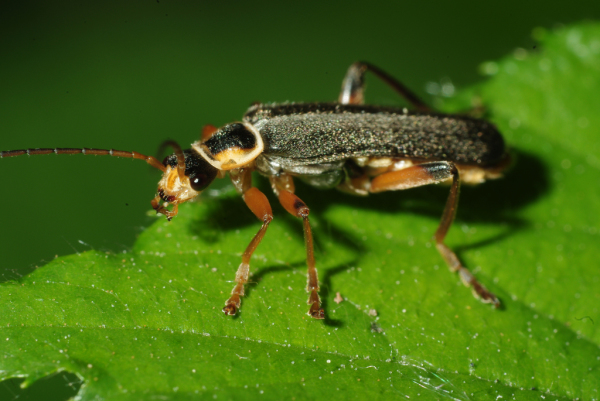 Skaliertes Bild Coleoptera, Cantharidae, Cantharis pagana_2009_06_01--10-58-46.jpg 