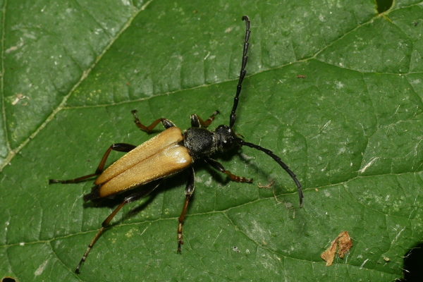 Skaliertes Bild Coleoptera, Cerambycidae, Corymbia rubra_2020_07_27--10-41-35.jpg 