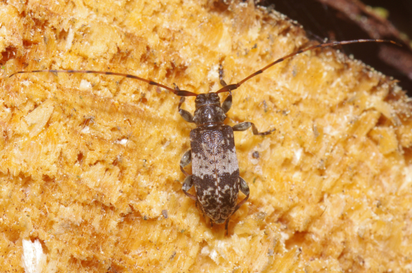 Skaliertes Bild Coleoptera, Cerambycidae, Leiopus nebulosus_2011_06_04--10-16-29.jpg 