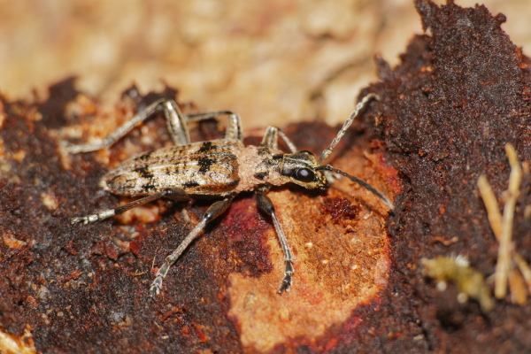 Skaliertes Bild Coleoptera, Cerambycidae, Rhagium inquisitor, mit Milben_2020_02_23--15-37-07.jpg 